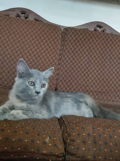 Persian cat