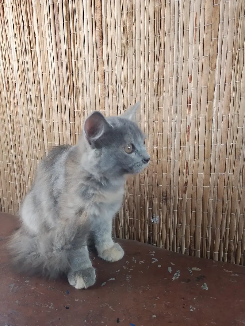 Persian cat — photo 2