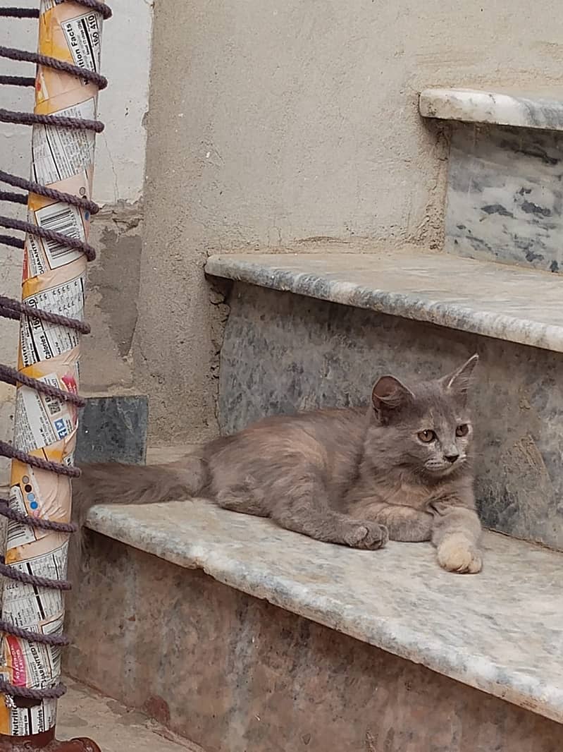 Persian cat 2