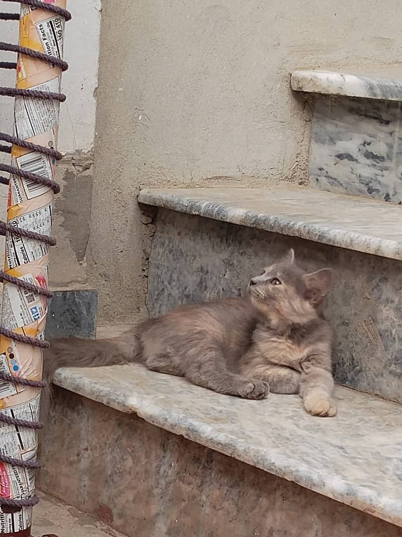 Persian cat 3