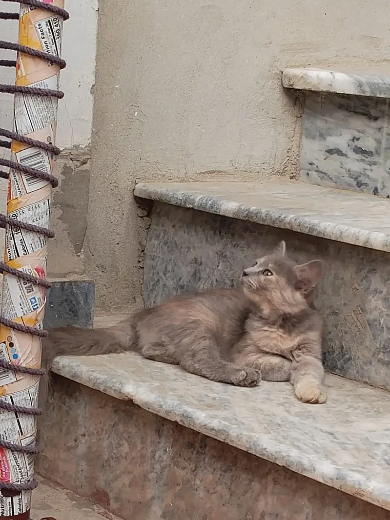 Persian cat — photo 4