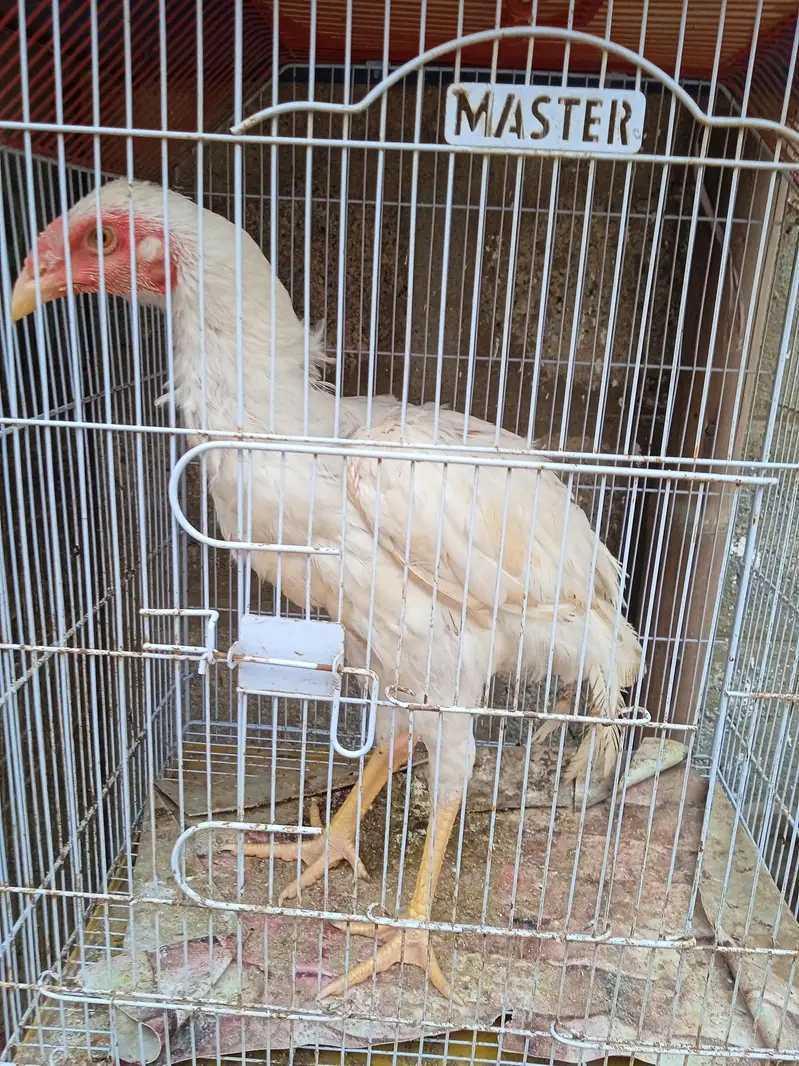Aseel Heera chicks available in stock — photo 2