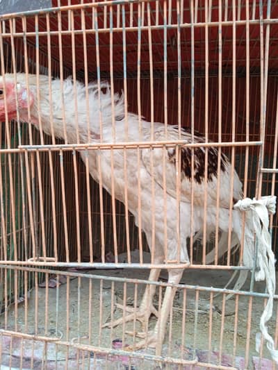 Aseel Heera chicks available in stock