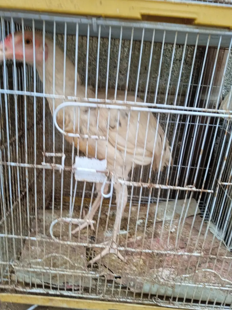 Aseel Heera chicks available in stock — photo 3