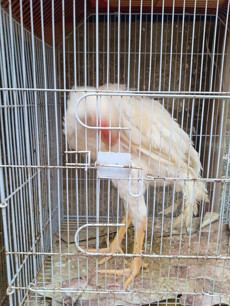 Aseel Heera chicks available in stock — photo 4