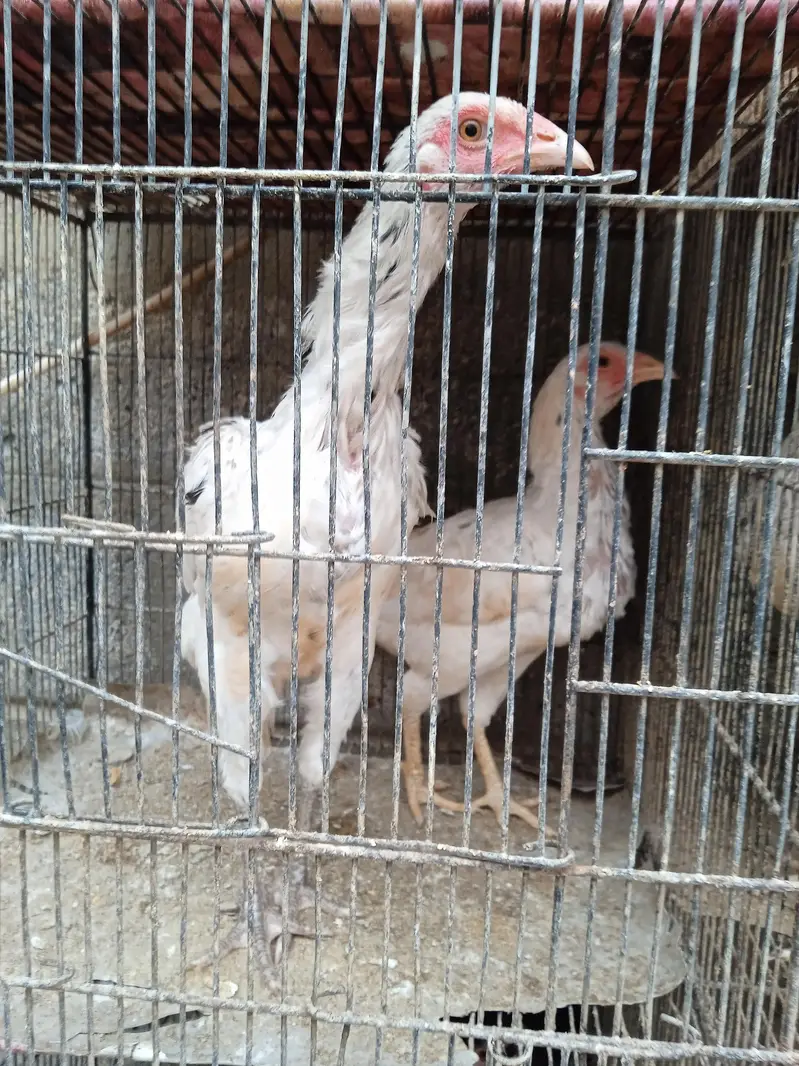 Aseel Heera chicks available in stock — photo 5