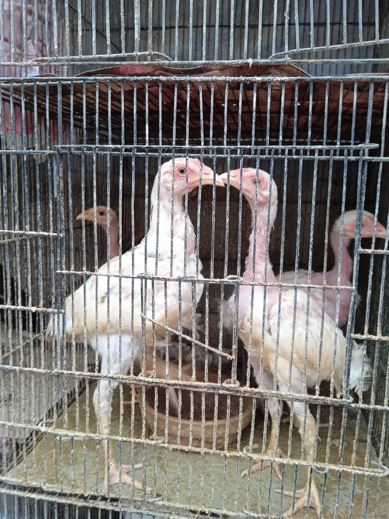 Aseel Heera chicks available in stock — photo 6