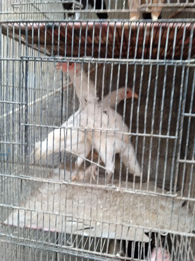 Aseel Heera chicks available in stock — photo 7