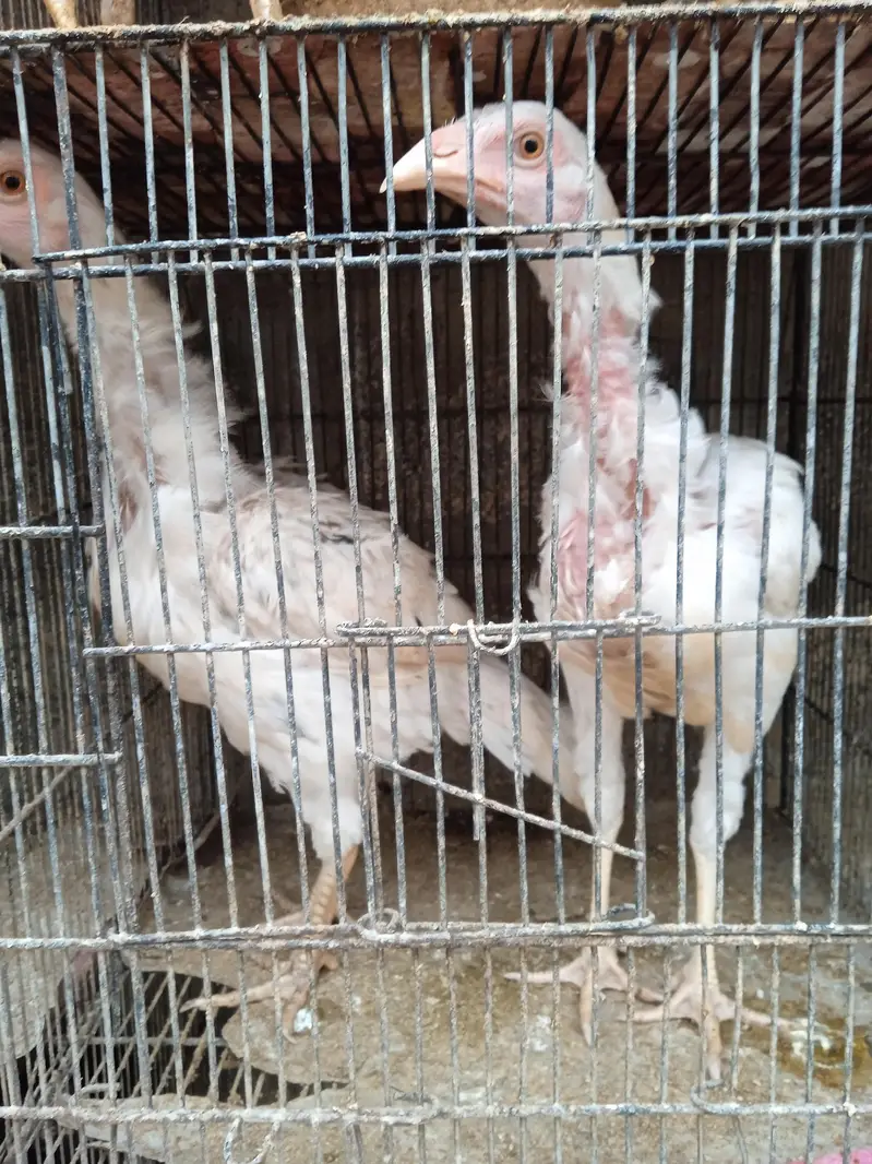 Aseel Heera chicks available in stock — photo 8
