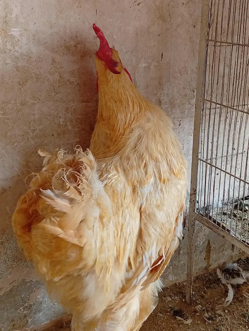 golden buff — photo 4