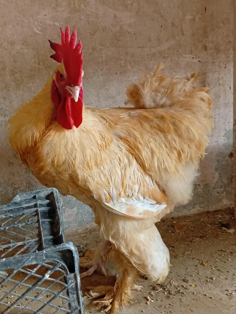 golden buff — photo 5