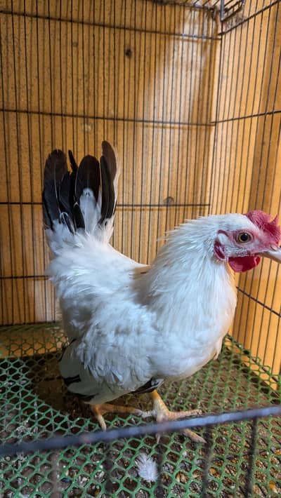 black tail japanese