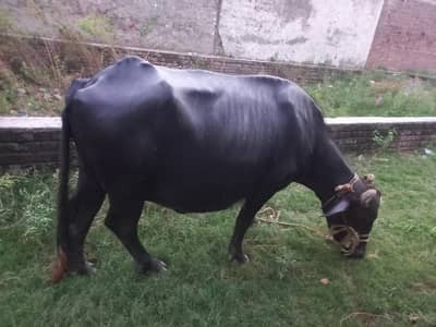 9 months ki gabban jhoti neli ravi 1 maar reh gya soon ko