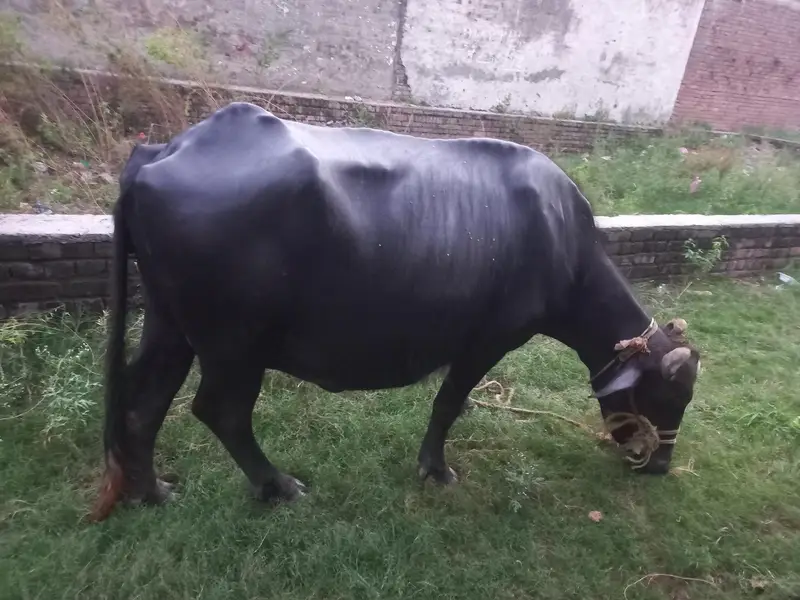 9 months ki gabban jhoti neli ravi 1 maar reh gya soon ko