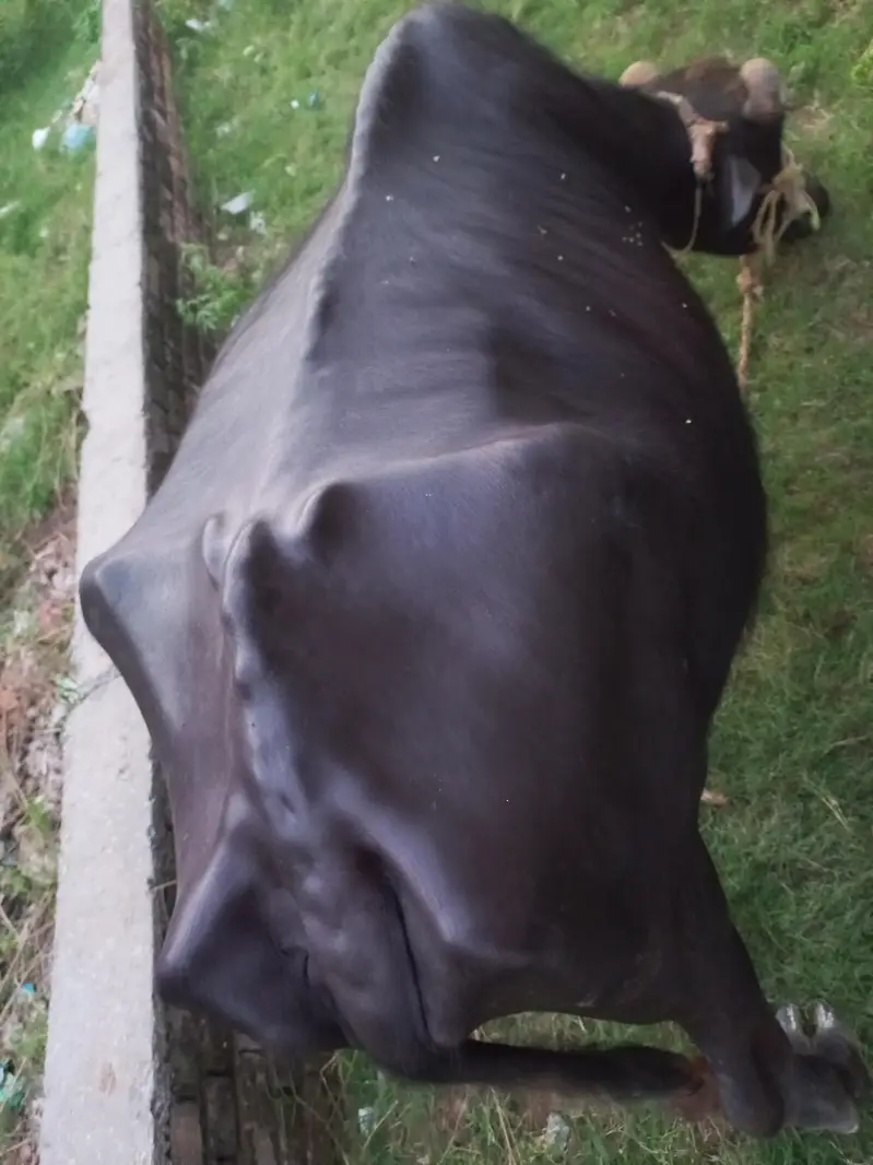 9 months ki gabban jhoti neli ravi 1 maar reh gya soon ko — photo 2