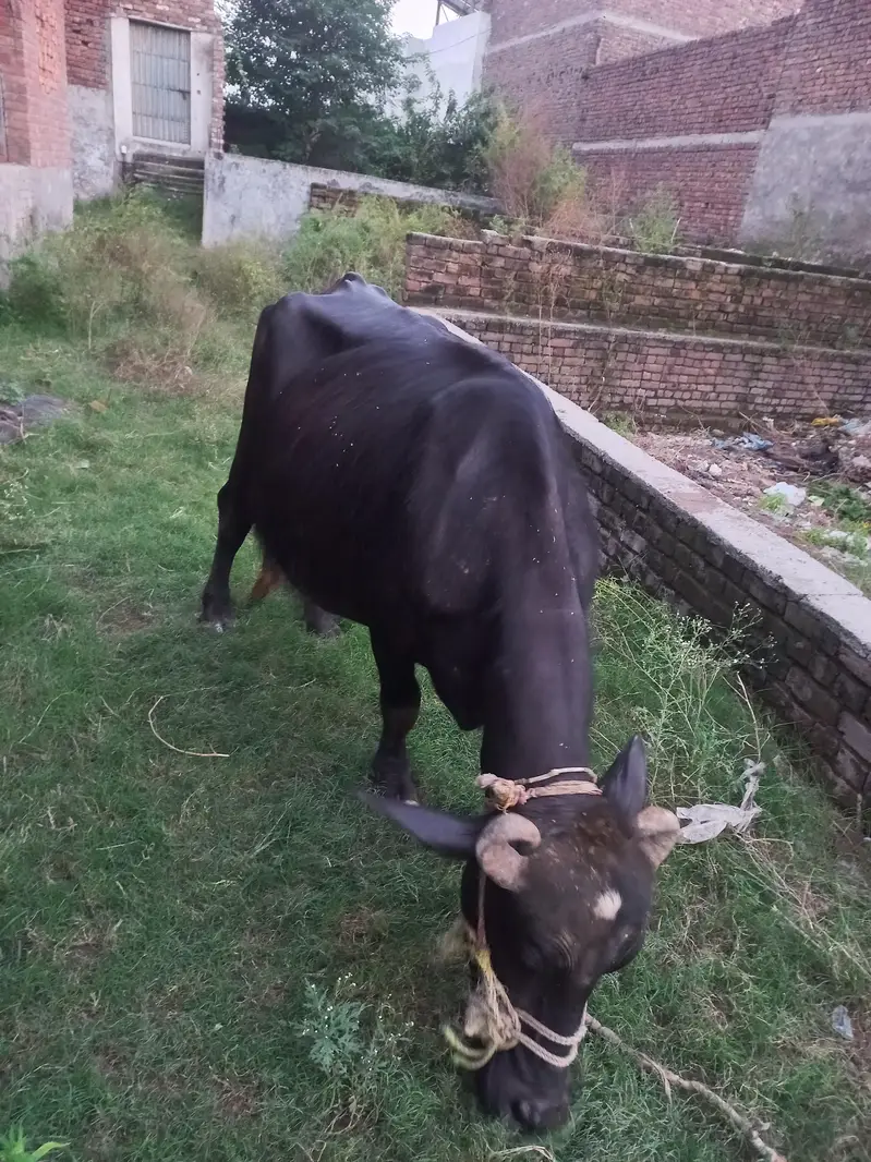 9 months ki gabban jhoti neli ravi 1 maar reh gya soon ko — photo 3