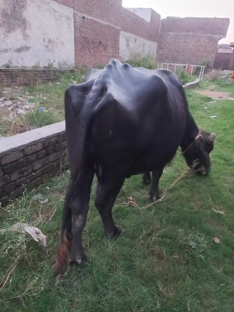 9 months ki gabban jhoti neli ravi 1 maar reh gya soon ko — photo 4
