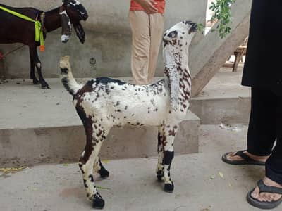 Makhi Chenna male for sale