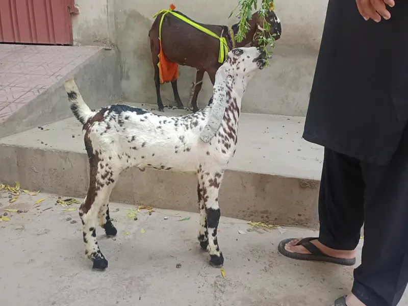 Makhi Chenna male for sale — photo 2