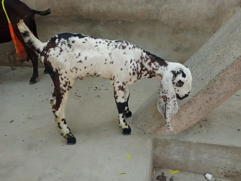 Makhi Chenna male for sale — photo 3