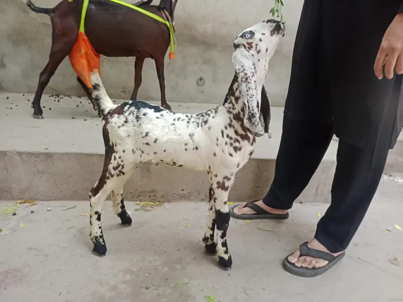 Makhi Chenna male for sale — photo 4