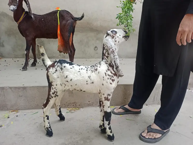 Makhi Chenna male for sale — photo 5