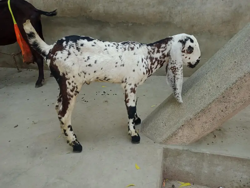 Makhi Chenna male for sale — photo 6