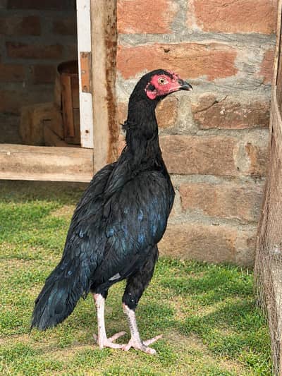 Female Aseel miawali