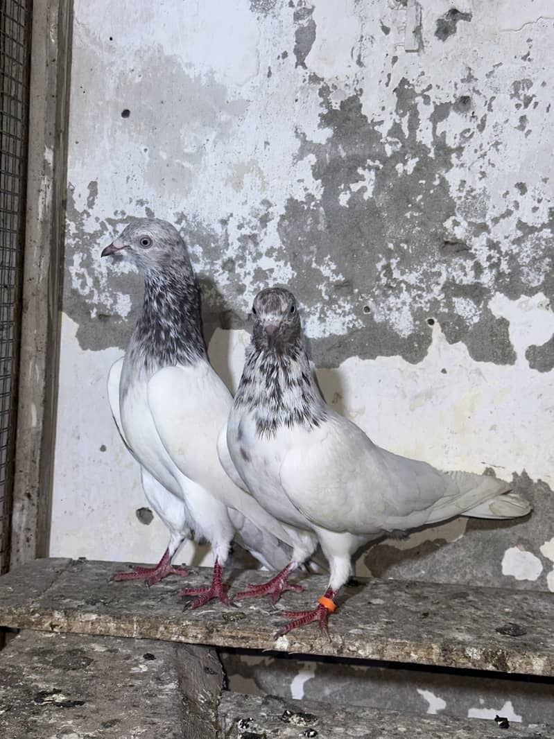 Lakha pair 0