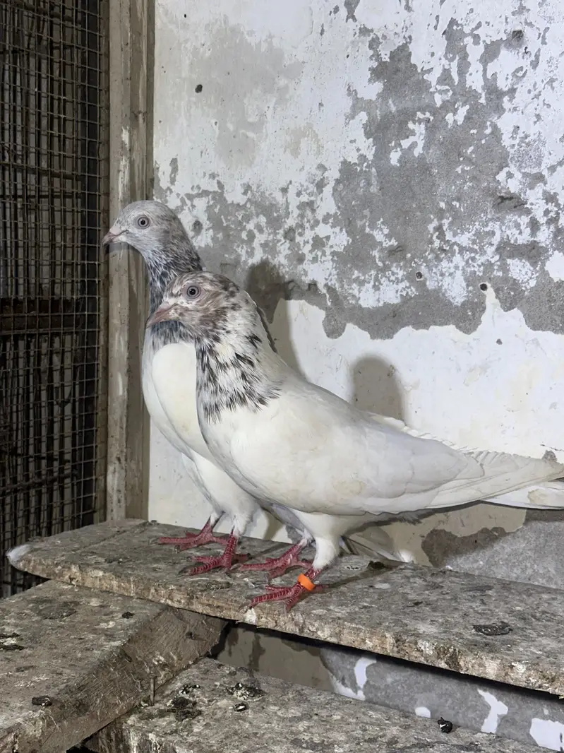Lakha pair — photo 2
