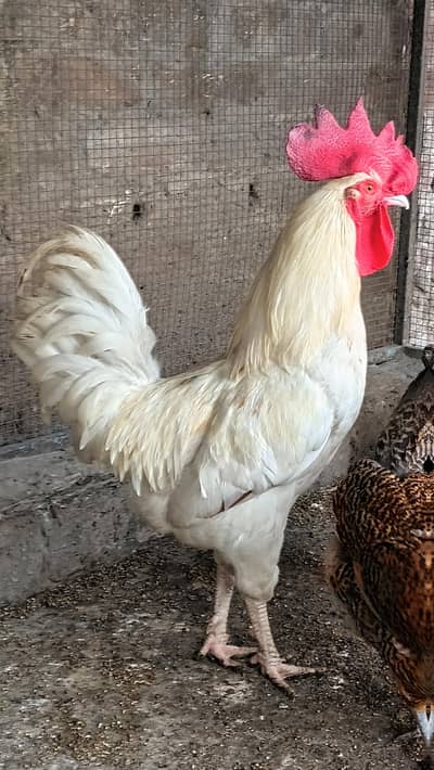 this is 7 hens and 1 rooster . . . . . .