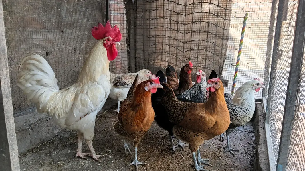 this is 7 hens and 1 rooster . . . . . . — photo 2