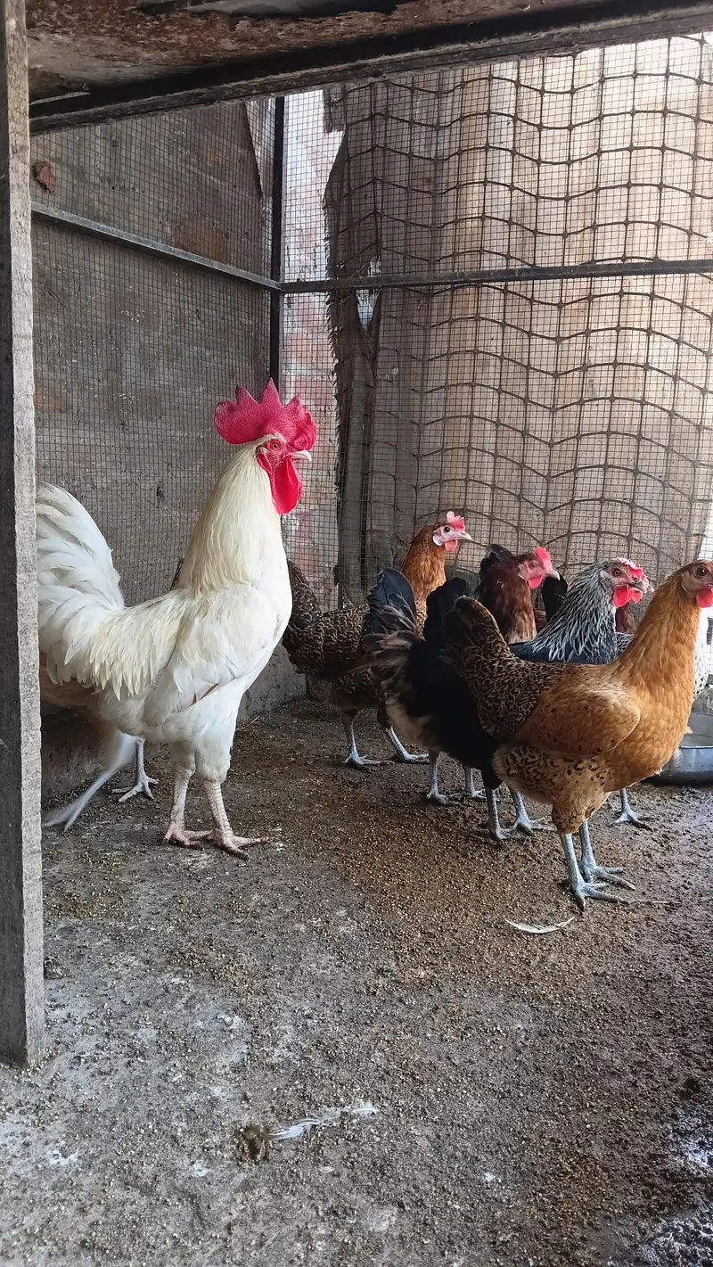 this is 7 hens and 1 rooster . . . . . . — photo 3