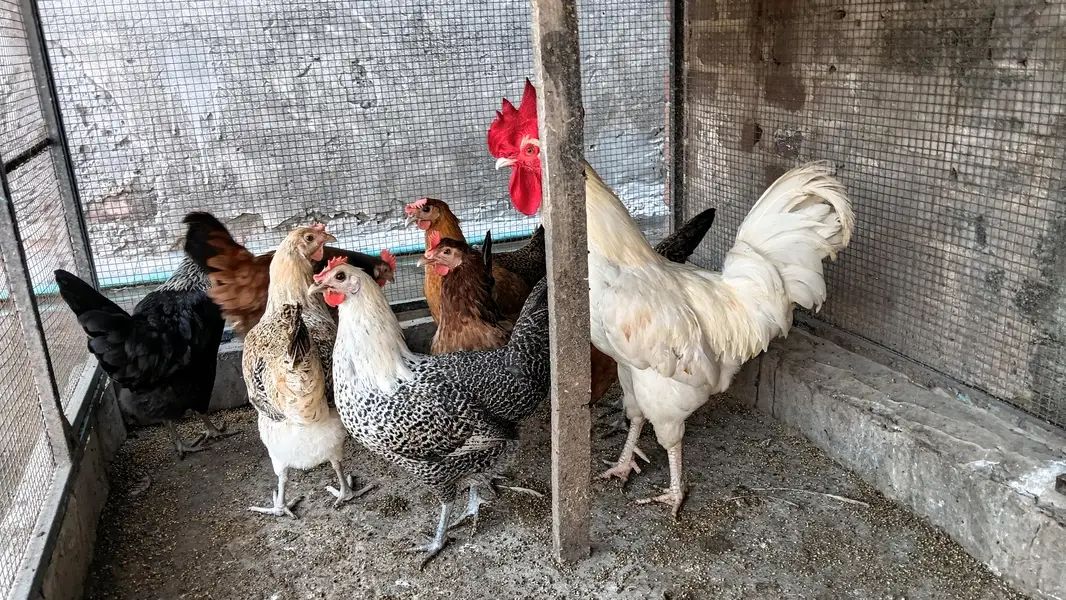 this is 7 hens and 1 rooster . . . . . . — photo 4