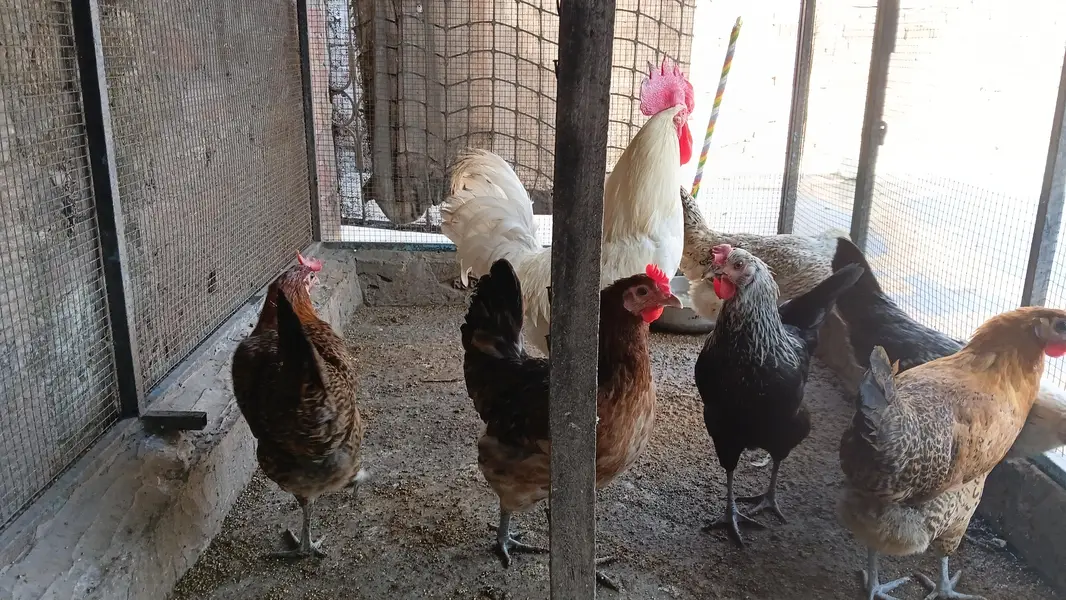 this is 7 hens and 1 rooster . . . . . . — photo 5