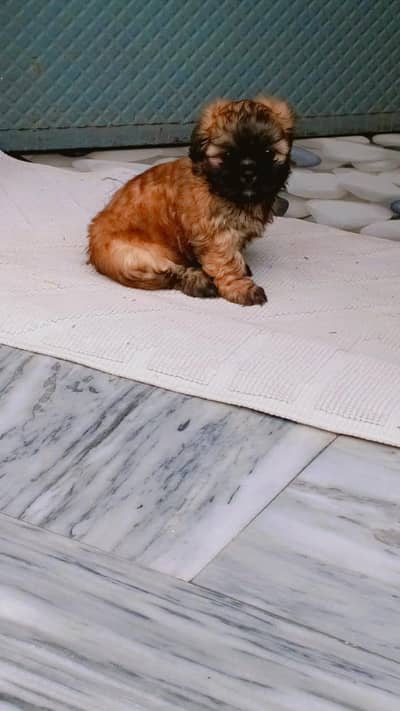 shihtzu puppy