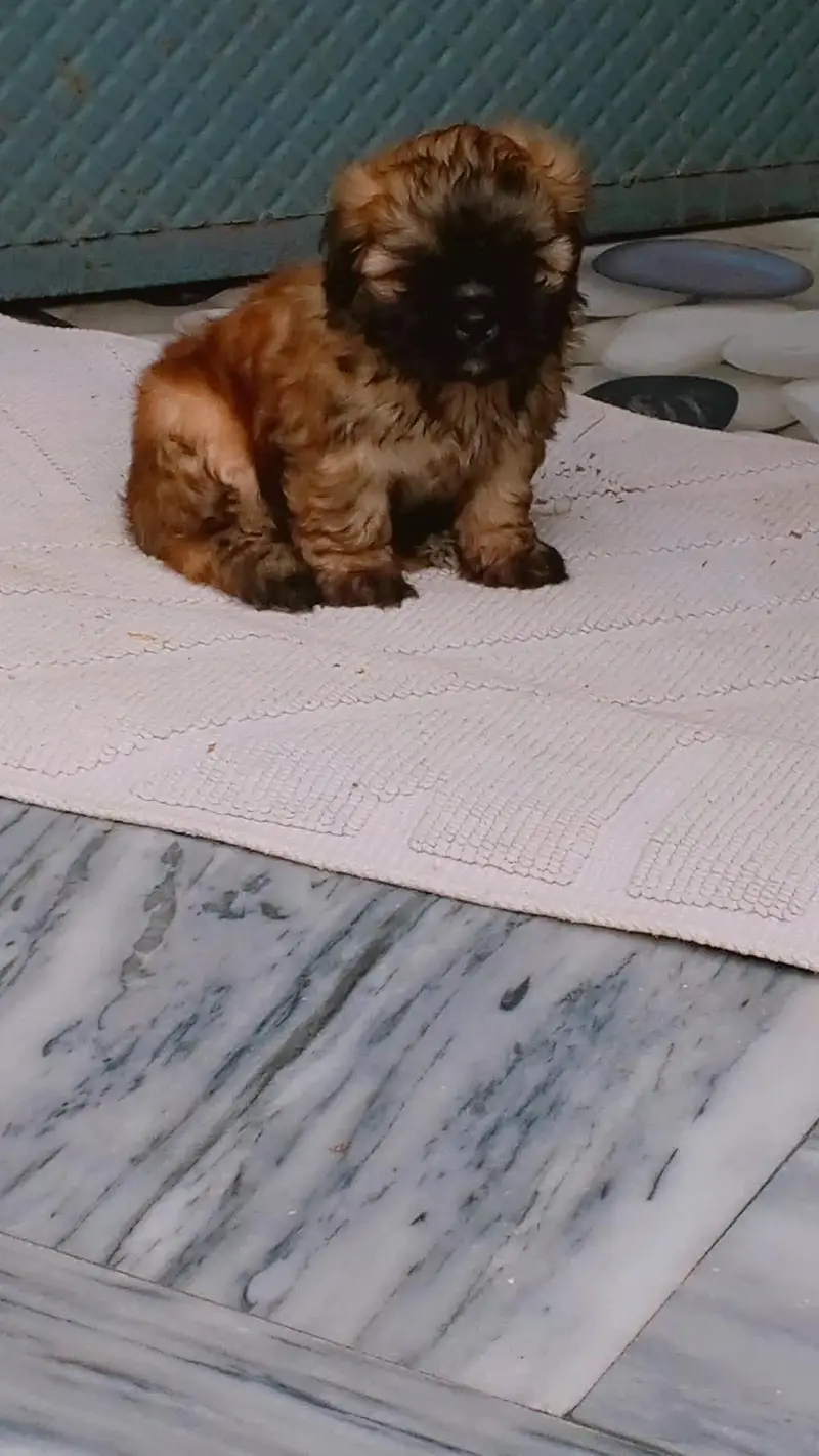 shihtzu puppy — photo 2
