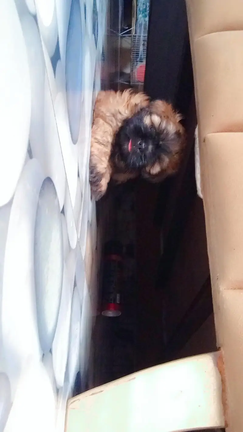 shihtzu puppy — photo 3