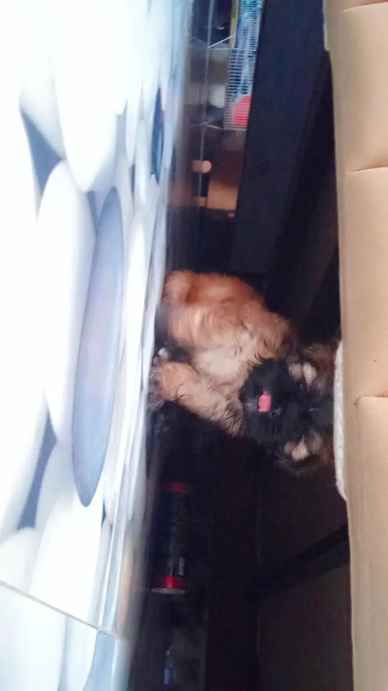 shihtzu puppy — photo 4