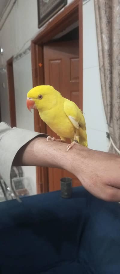 taking parrot