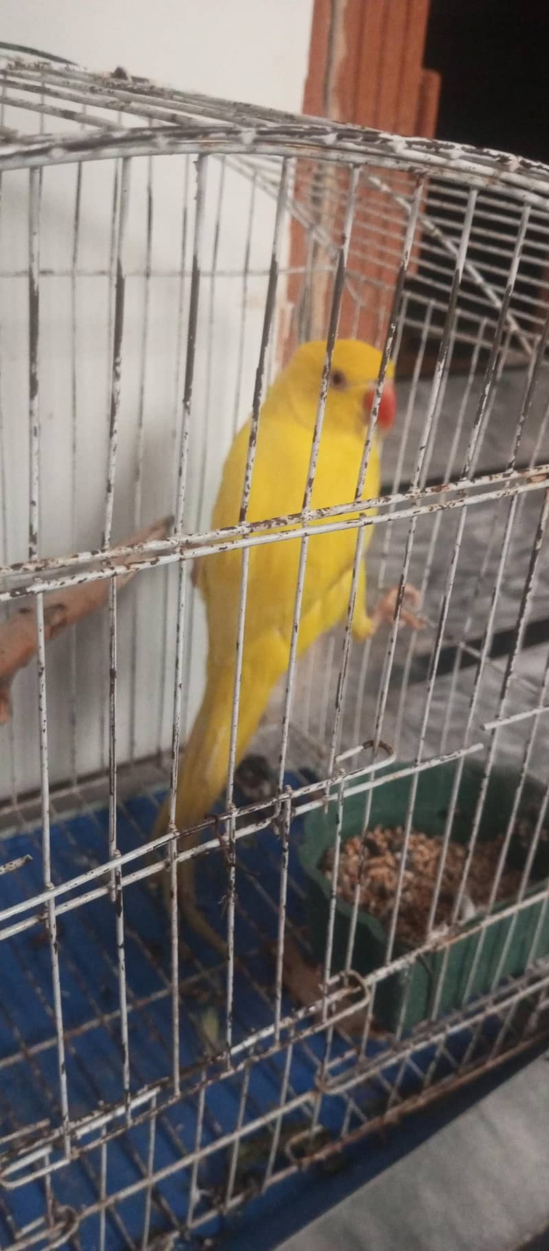 taking parrot 1