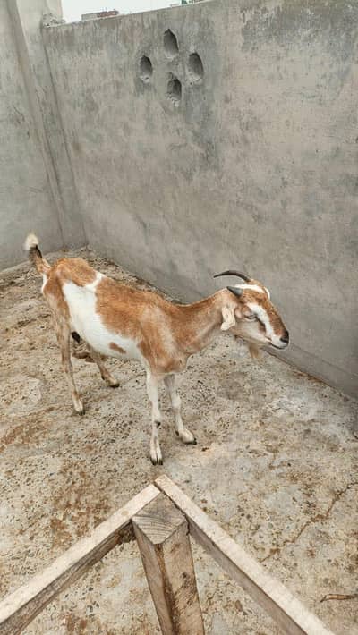 Tedi bakri