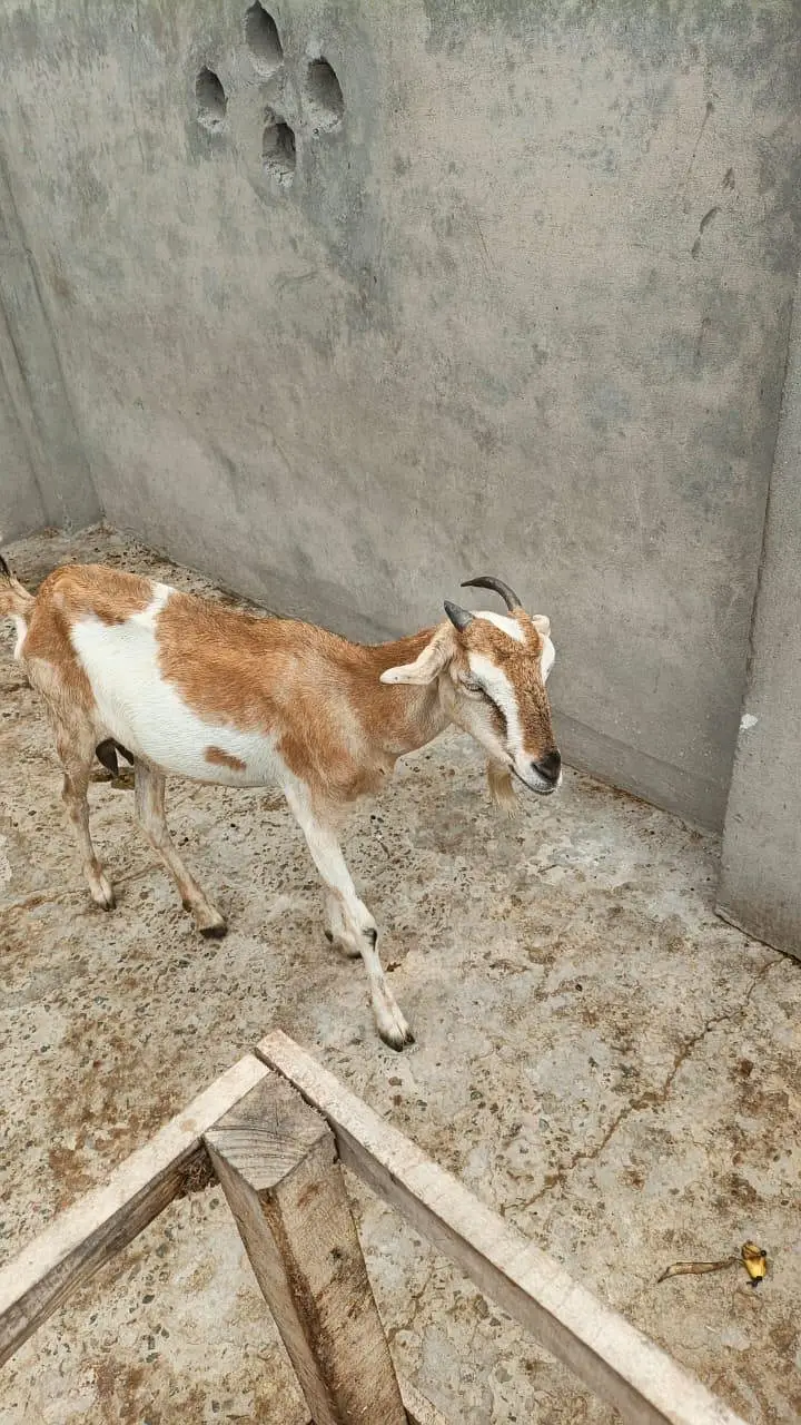 Tedi bakri — photo 2