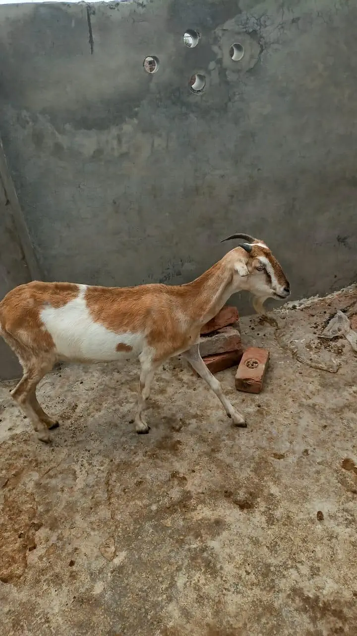 Tedi bakri — photo 3