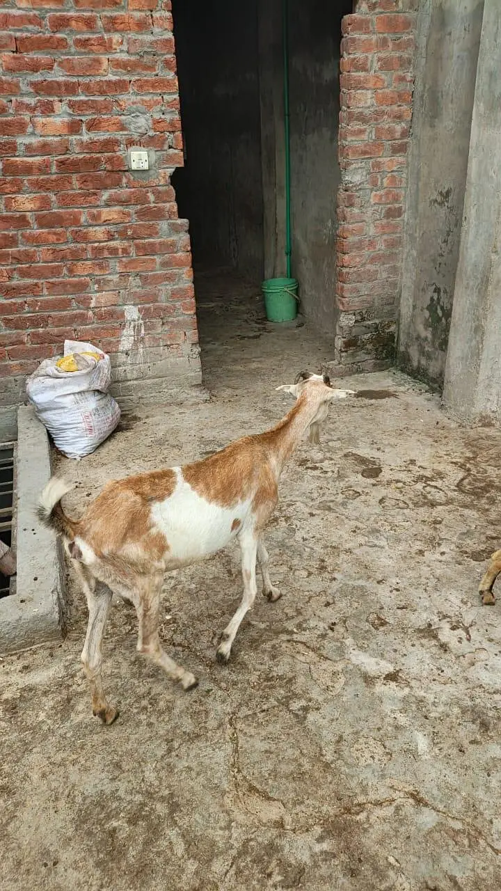 Tedi bakri — photo 4