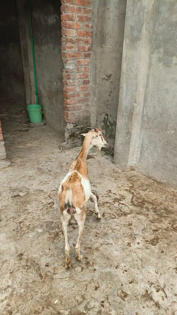 Tedi bakri — photo 5