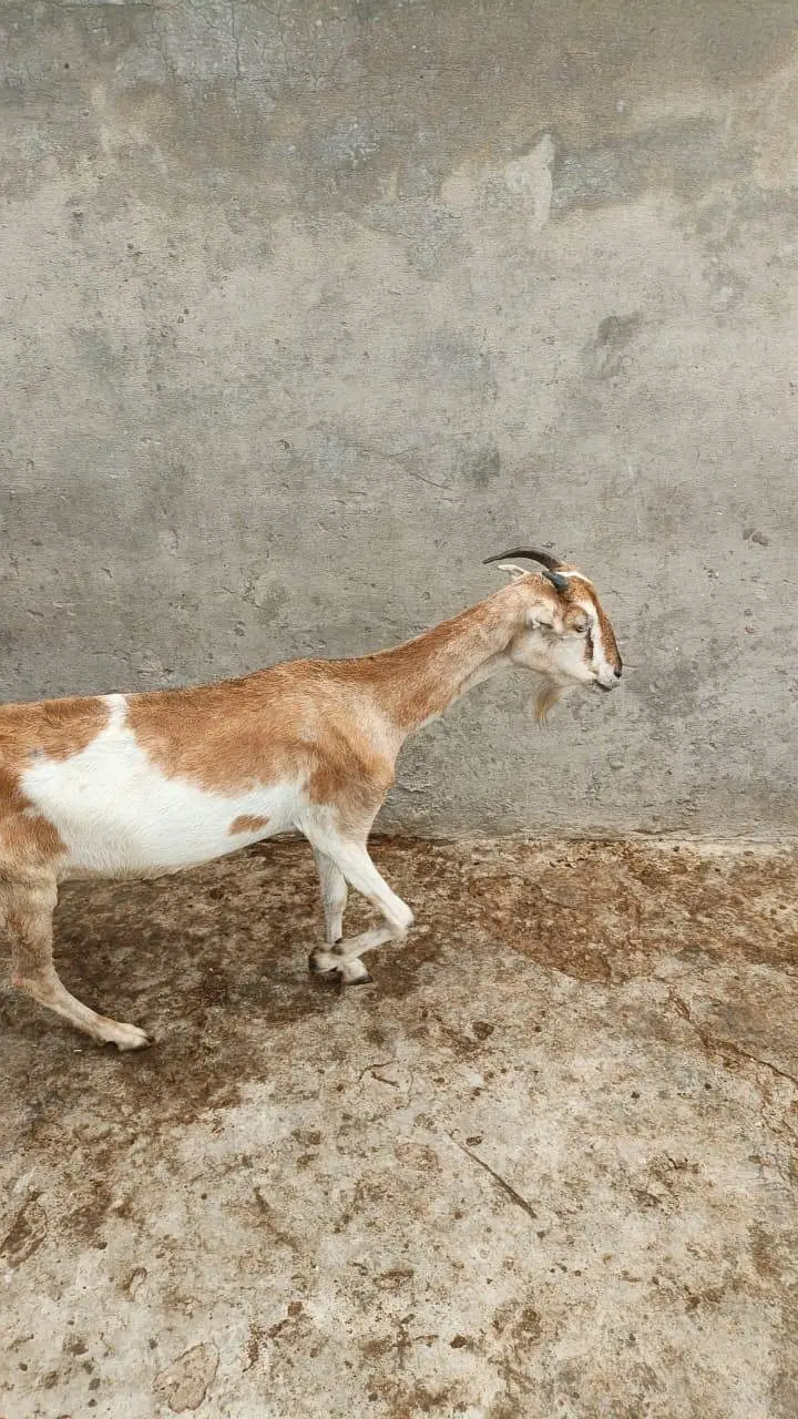 Tedi bakri — photo 6
