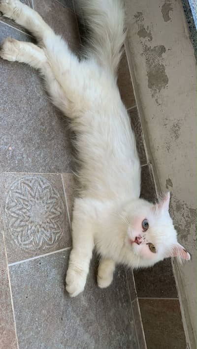 Persian cat