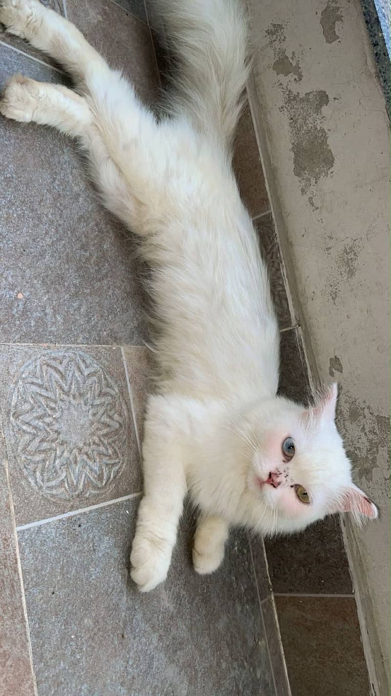 Persian cat 0