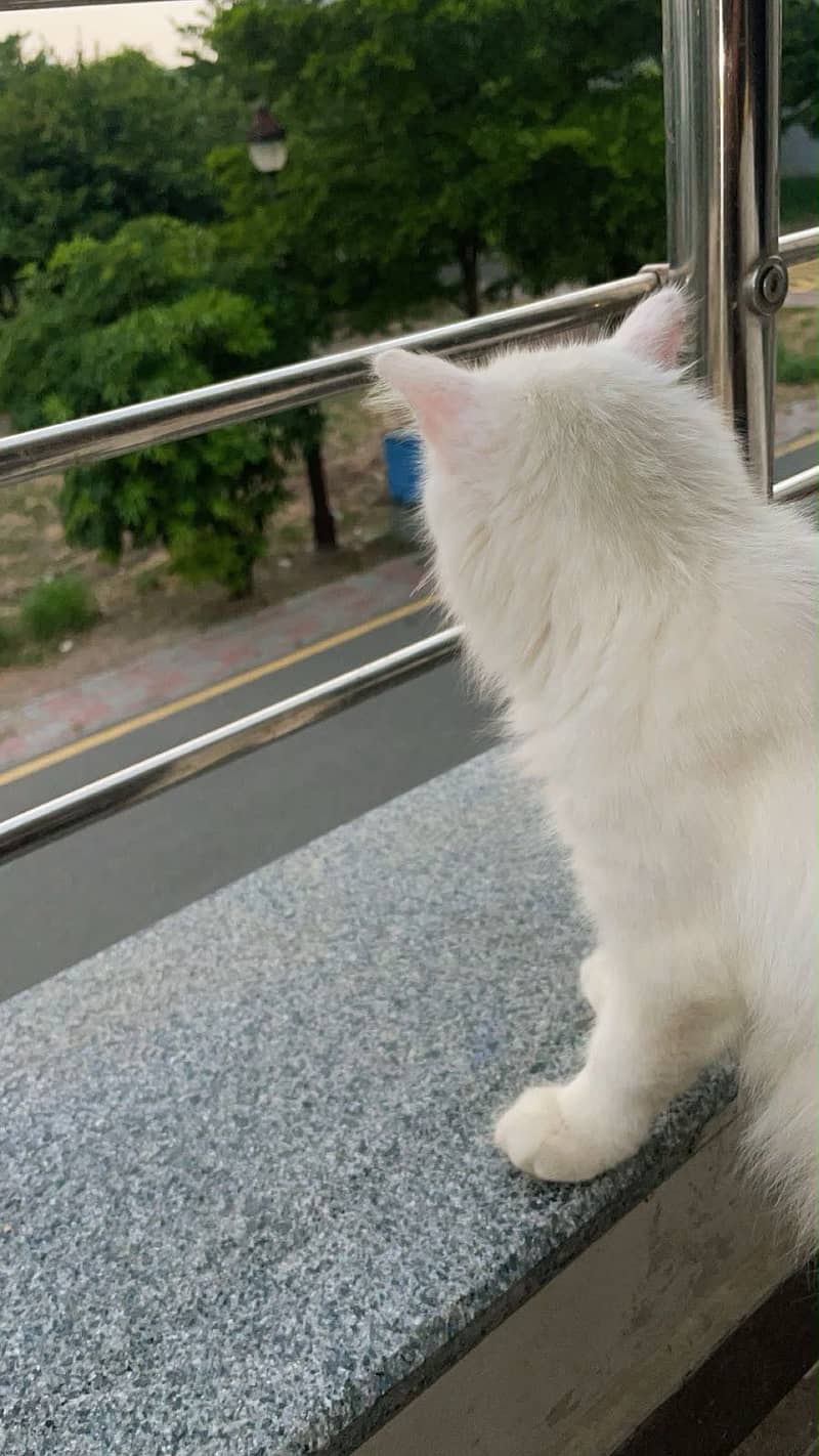 Persian cat 1